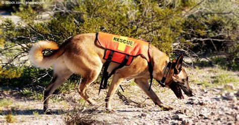 'dog dog' Search .